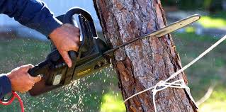 Best Fruit Tree Pruning  in Lake Barcroft, VA