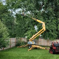 Best Tree Mulching  in Lake Barcroft, VA