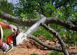 Professional Tree Removal Services in Lake Barcroft, VA