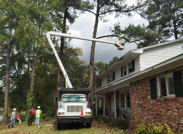 Best Tree Removal  in Lake Barcroft, VA