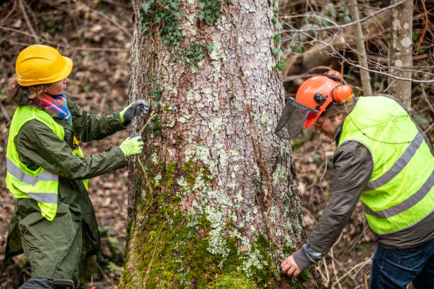 Best Tree Preservation Services  in Lake Barcroft, VA