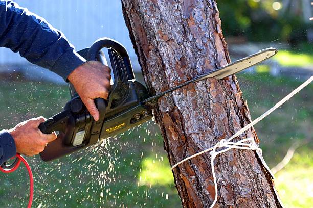 Best Commercial Tree Services  in Lake Barcroft, VA