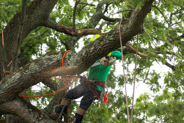 Best Tree Maintenance Programs  in Lake Barcroft, VA