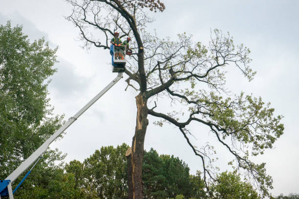 Best Storm Damage Tree Cleanup  in Lake Barcroft, VA