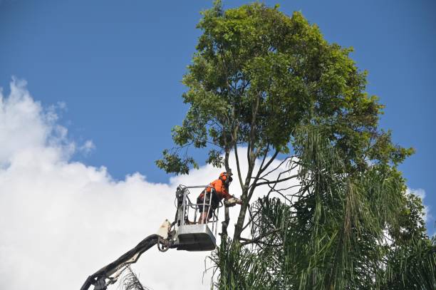 Best Arborist Consultation Services  in Lake Barcroft, VA