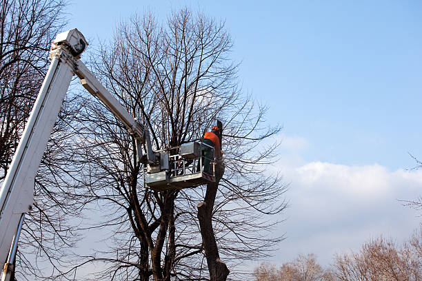 Best Emergency Tree Removal  in Lake Barcroft, VA