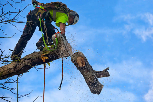 How Our Tree Care Process Works  in  Lake Barcroft, VA